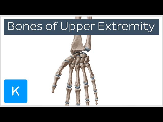 Overview of Upper Extremity Bones - Human Anatomy | Kenhub