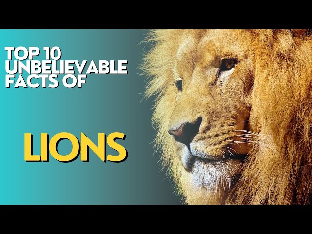 TOP 10 LION FACTS#facts #generalknowledge #knowledge #didyouknow #lion #interestingfacts #factsdaily