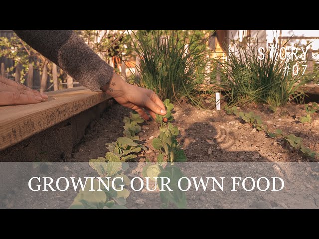 growing our own vegetable - from start to first harvest | epipa storty No. 07 🍓🍎🥦🥒