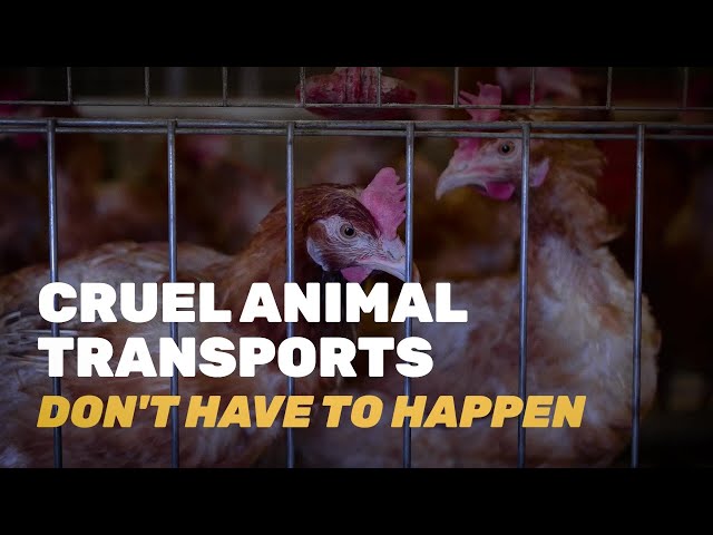 Change the industrial farming system: Ban cruel animal transports!