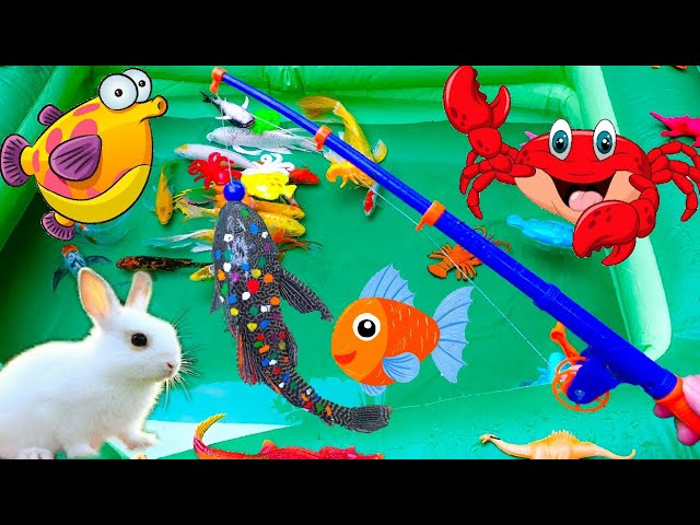 Rabbit Vlog Fishing, Catching a Beautiful Colorful Fish, Catching a Running Baba - Part 15