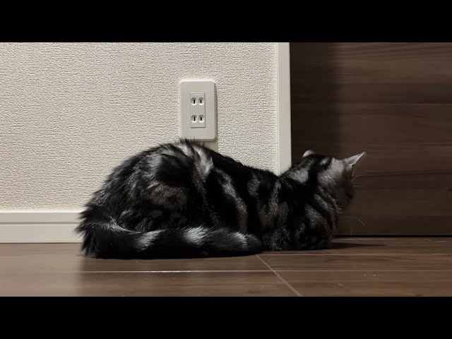 ドアの前でスタンバイしている猫のクレアさん。