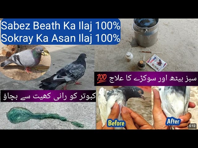 Sabez Beath Ka Ilaj 100% || Sokray Ka Asan Ilaj 100% | kabotar ki Rani khet ka ilaaj 💯 by junid Ali