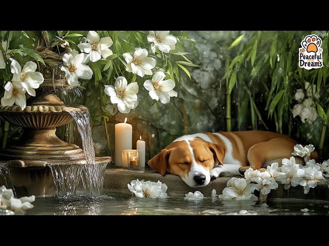 Música Relajante Spa para Perros 🐶💖 | Sonidos de cascadas y lluvia para un sueño profundo 🌊🌧💤