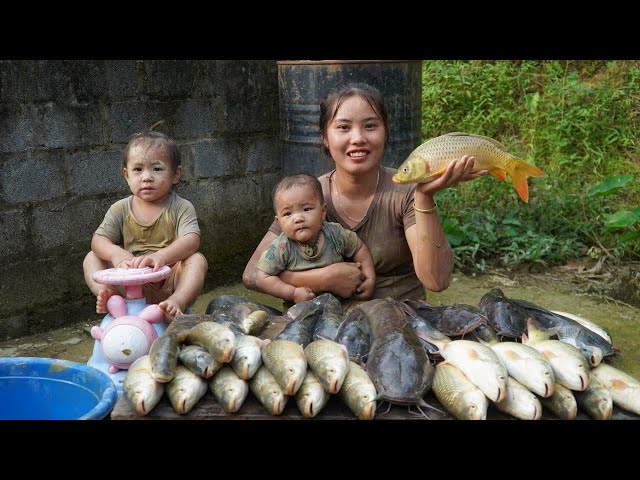 Single mother Harvest the ginger garden and bring it to the market to sell-catch giant fish and cook