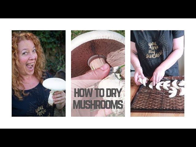 WILD MUSHROOM HAUL! How to Dry Mushrooms in a Dehydrator for the Winter