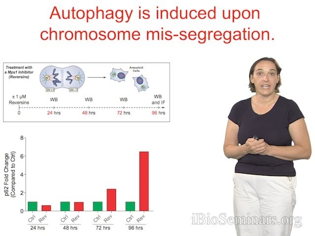 Angelika Amon (MIT and HHMI) Part 2: Effects of Aneuploidy on Cell Physiology