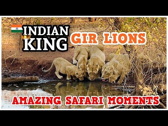 Asiatic Lions | Gir Lions | Gir National Park | Amazing exciting Gir Safari Moments | @TheThargirl1