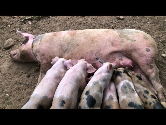 NO TE PIERDAS COMO HACER UNA GRANJA DE CERDOS.La cría de cerdos  en el campo sigue creciendo.