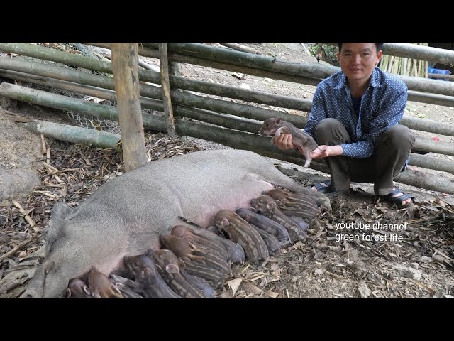 A herd of new wild boars was born. Robert | Green forest life