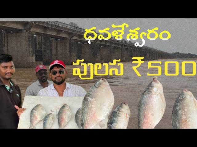 ll  Pulasa Cost ₹500 Rupees  ll  Dawleswaram Fish Market  ll #harsha#pulasa#andhrapradesh#konaseema