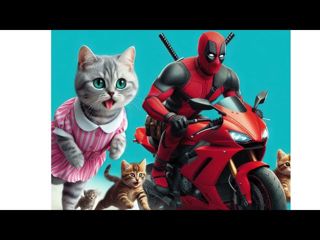 Funniest Cat videos  2024  #cat #catlover  #catvideos  #kitten