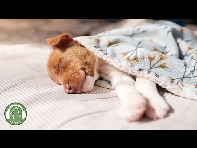 Soothing Music for sleeping dogs🐶Anxiety and stress relief music🎵Dog favorite music.