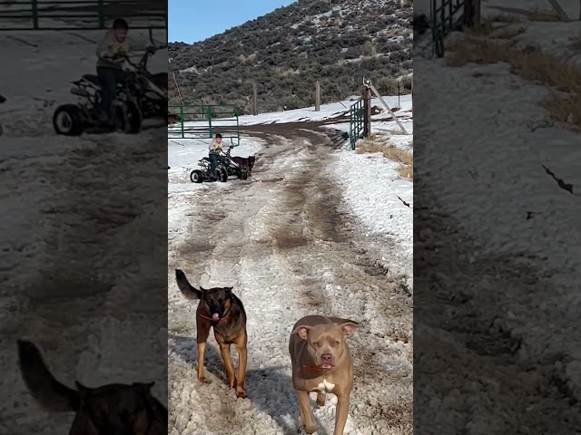 Belgian malanois German Shepard’s 4 wheeling with their kid