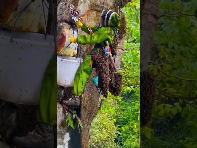 Amazing bees in the green mountain forest, wild bees #wildhoneybees #food #bee #honey #bees