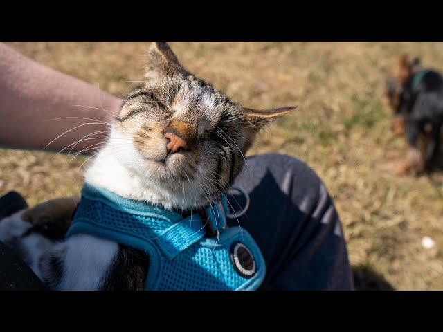 Blind Cat Takes Human for a Walk.