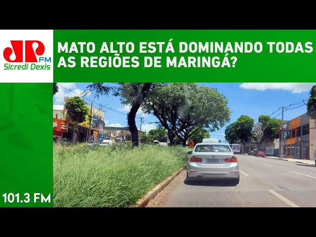 MATO ALTO ESTÁ DOMINANDO TODAS AS REGIÕES DE MARINGÁ?