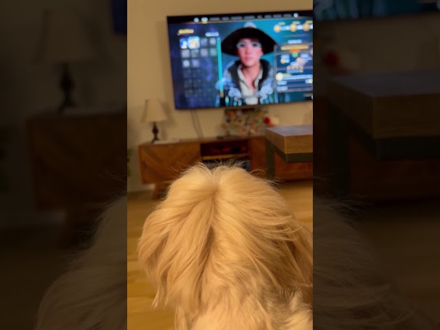 |Dog Loki watching TV and barking , dislike the show? |New York|#funnydogs |#dog |My pets my garden