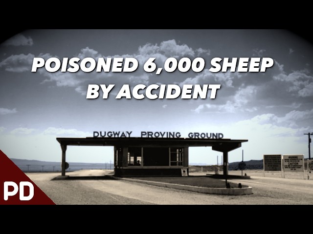 What Caused the Dugway Sheep Incident?  | Plainly Difficult