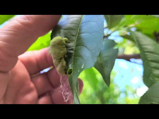 Peach leaf curl