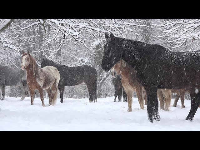 Instrumental Acoustic Folk Music/Folk Playlist, Chill Music "January In Yosemite" Open Road Folk