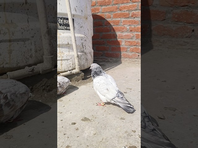 Mardana shok hai ..!@kamaliyapigeon #pigeon #animalallover #shoryoutube #youtubeshorts #viralshort