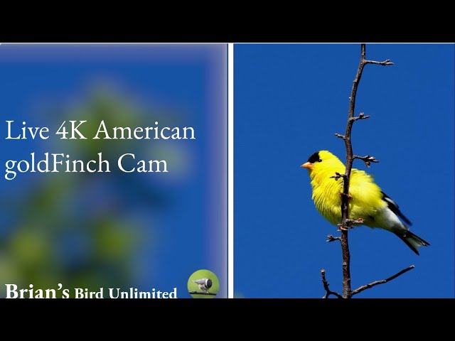 (New)🔴LIVE Finch Cam In 4K! Brian's Birds Unlimited FeederWatch Cam at Ohio