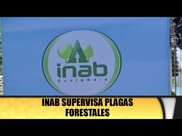 INAB supervisa plagas forestales