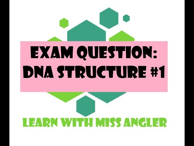 GR 12 EXAM QUESTION: DNA structure #1