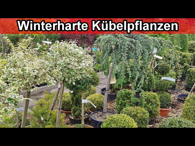 Winterharte Kübelpflanzen für Terrasse & Balkon / Frostfeste Topfpflanzen für den Garten