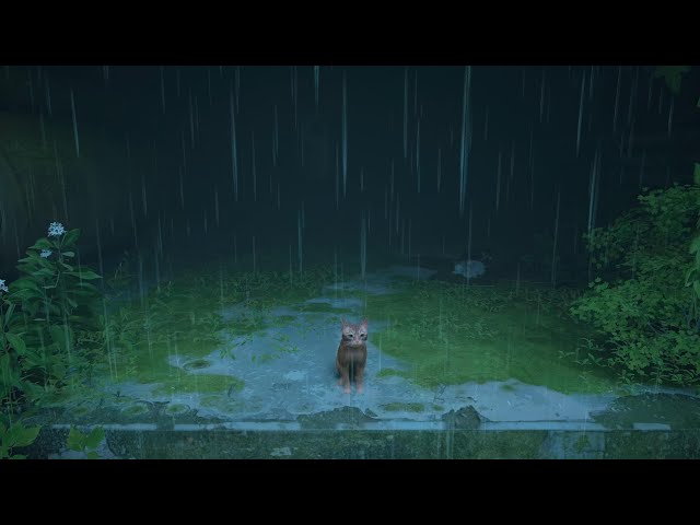 🐈 Stray - Rain and Thunder Sounds HDR 4K