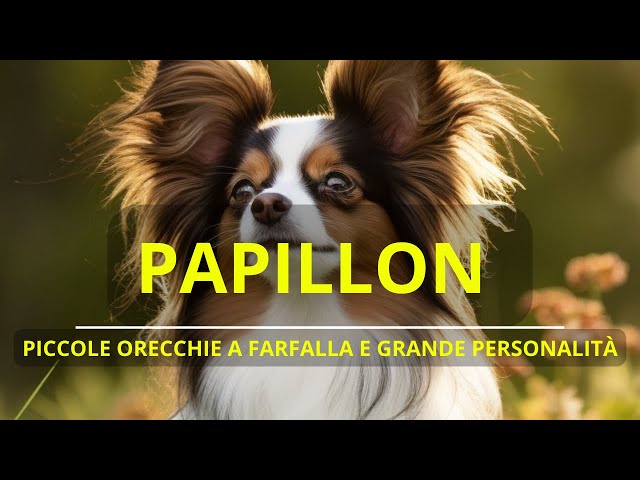 PAPILLON PICCOLE ORECCHIE A FARFALLA E GRANDE PERSONALITA - PETOPIA