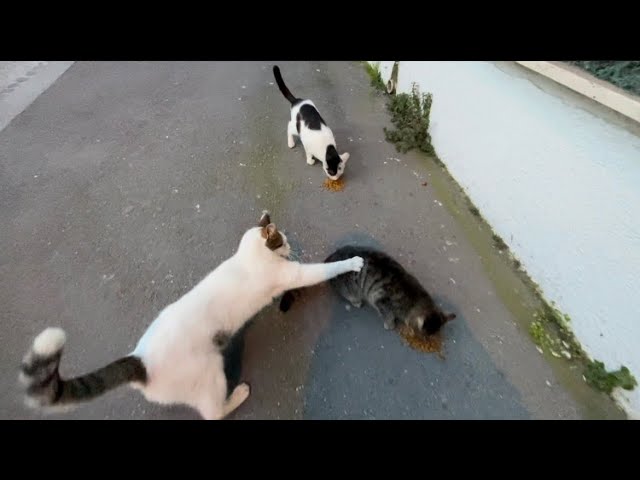 Cat lovers feed cats on the street, cute stray cats White cat bullies kitten