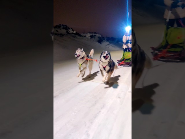 Is dogsledding animal abuse 🤔😉 #sledding #huskies #husky #nuka #jedi #shorts