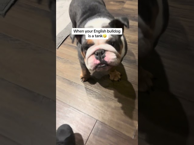 Bulldogs: The Comedians of the Dog World