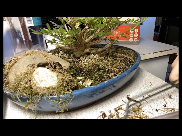 NotBonsai A quick spring cleaning