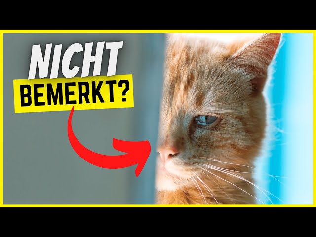 6 Dinge, die deine Katze tut, wenn sie sich ungeliebt fühlt