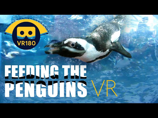 VR 180° African Penguin Feeding at the Monterey Bay Aquarium