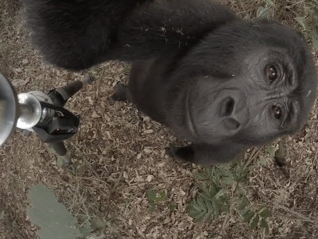 360 Video Shows Gorilla Kissing Camera