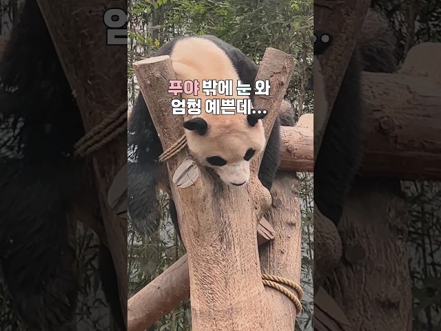 첫눈 내리는 판다월드