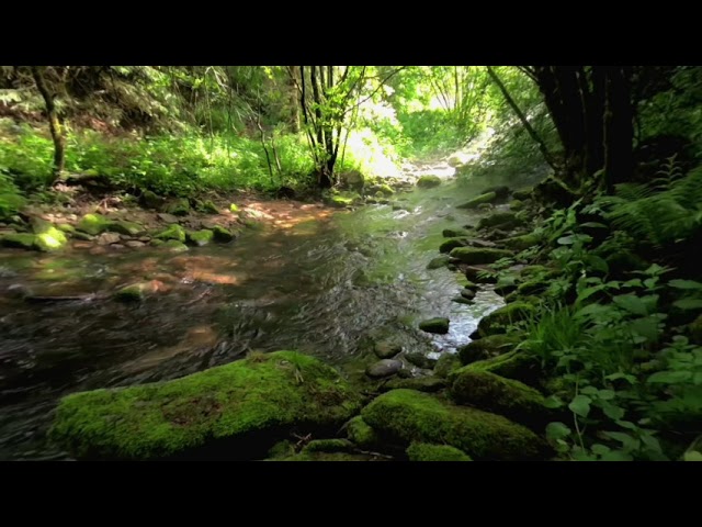 Nature Experience Black Forest VR # 9: Cold clear forest stream, to relax, recharge and calm down