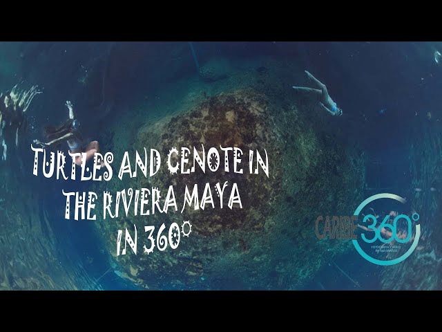 Exploring a cenote and swimming with turtles in 360 °