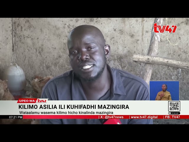 Baadhi Ya Vijana Kisumu Waanza Kuzamia Kilimo Asilia Cha Mabuu (Black Soldier Fly)