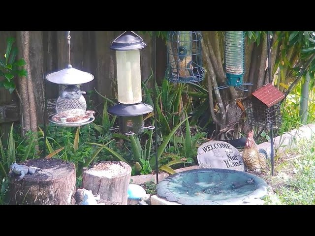 Florida Bird Feeder Live Camera HD