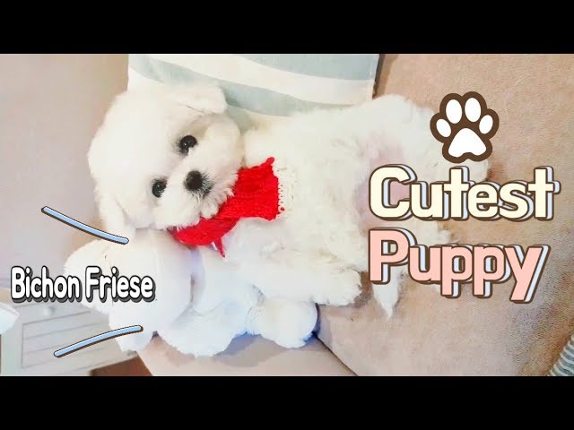 Cutest puppy Teacup Bichon Frise, Doll Face! - KimsKennelUS