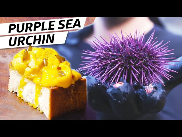 Harvesting Purple Sea Urchin (Uni) on the Oregon Coast – Deep Dive