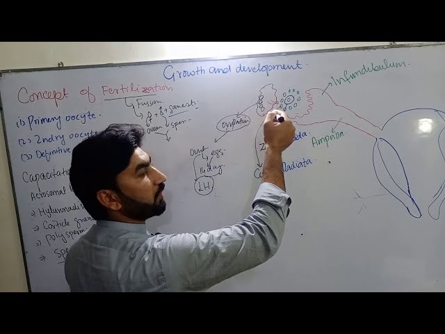 Growth and development ... The most important chapter. Lecture concept of Fertilization