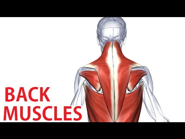 Back Muscles Anatomy - Trapezius, Latissimus, Rhomboid Anatomy