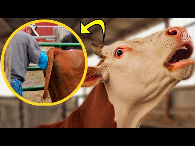 BEST POWERFUL MACHINES HELP FARMERS: TRIMMING COWS HOOVES AND IMPROVING SILAGE STORAGE! Cow Milking