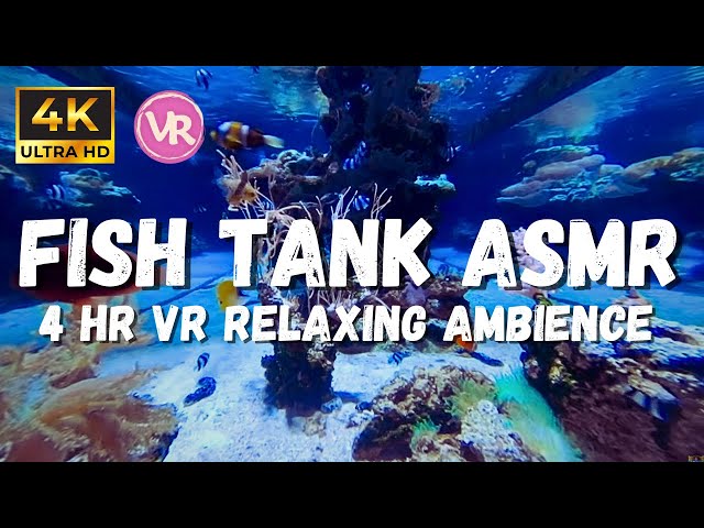 Aquarium Of Fish: Make Your Home Feel Like An Aquarium With This 4k Underwater Ambience Footage!